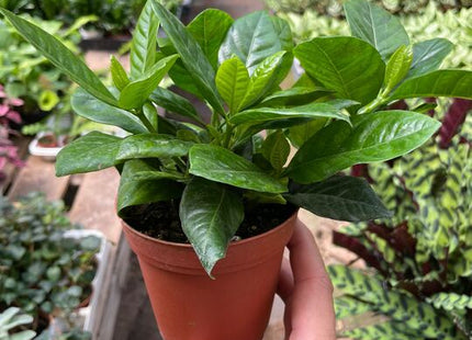 Gardenia 'Bush'
