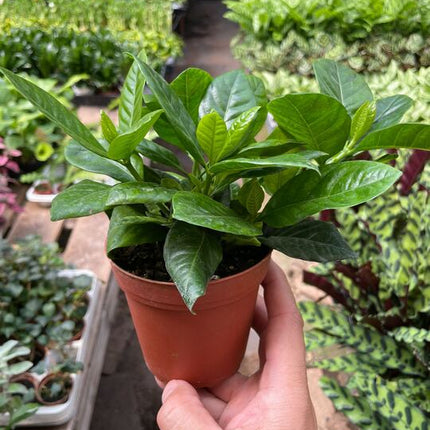 Gardenia 'Bush'