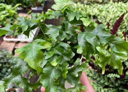 Fern 'Nicolas Diamond'