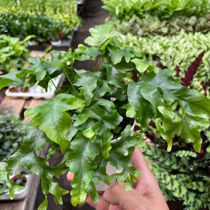 Fern 'Nicolas Diamond'
