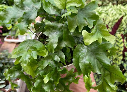 Fern 'Nicolas Diamond'