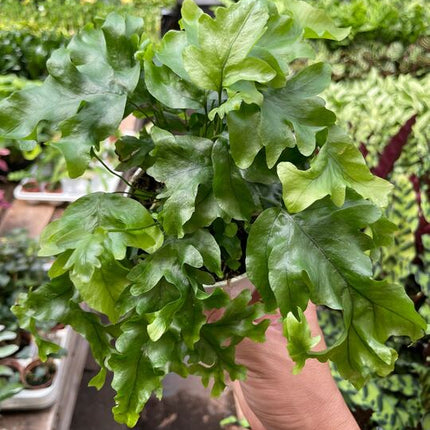 Fern 'Nicolas Diamond'