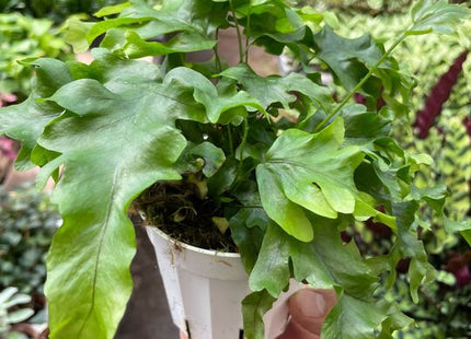 Fern 'Nicolas Diamond'