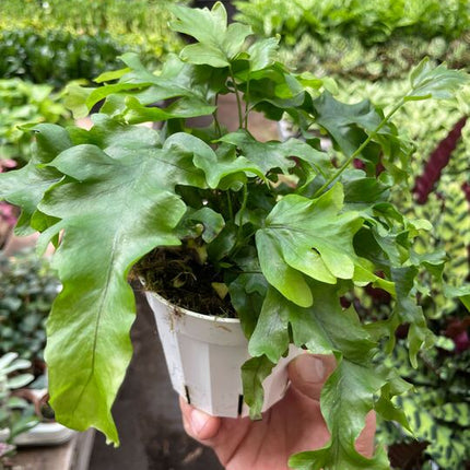 Fern 'Nicolas Diamond'