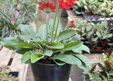 Gerbera Sweet Love Red
