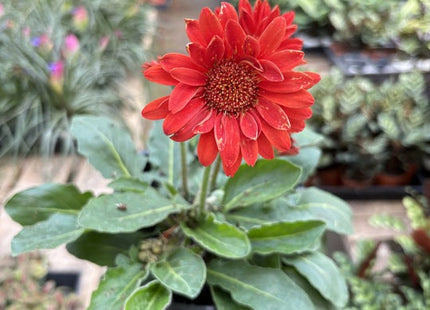 Gerbera Sweet Love Red