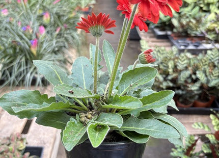 Gerbera Sweet Love Red