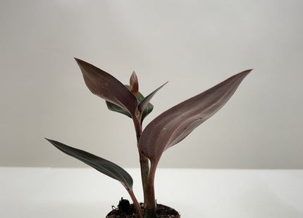 Ludisia Discolor