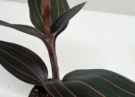 Ludisia Discolor