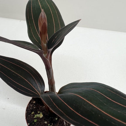 Ludisia Discolor