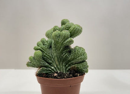 Succulent Cereus Coral Green