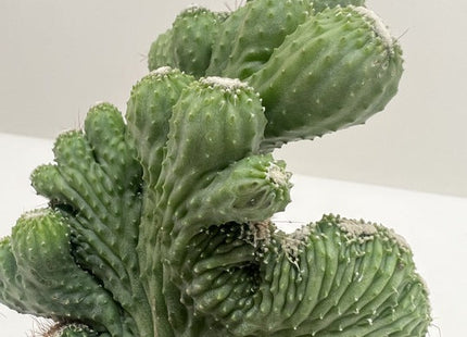 Succulent Cereus Coral Green