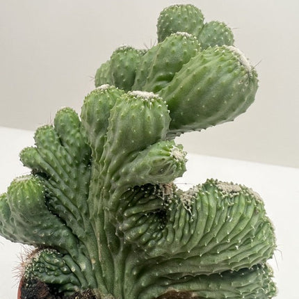 Succulent Cereus Coral Green