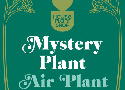 Mystery Air Plant - House Plant Shop
