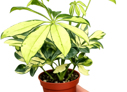 Schefflera Trinette