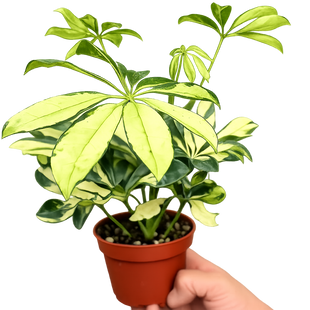 Schefflera Trinette