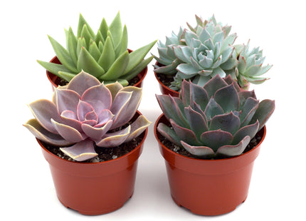 Rosette Succulent Variety Packs