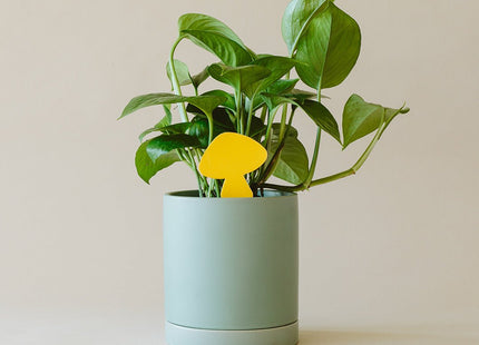 Sticky Traps for Plant Pests - Arber