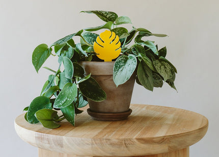 Sticky Traps for Plant Pests - Arber